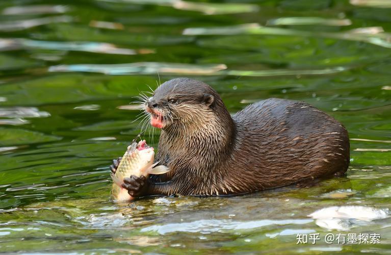 方舟生存进化水獭怎么驯服,方舟水獭驯服攻略：轻松驯服水獭方法